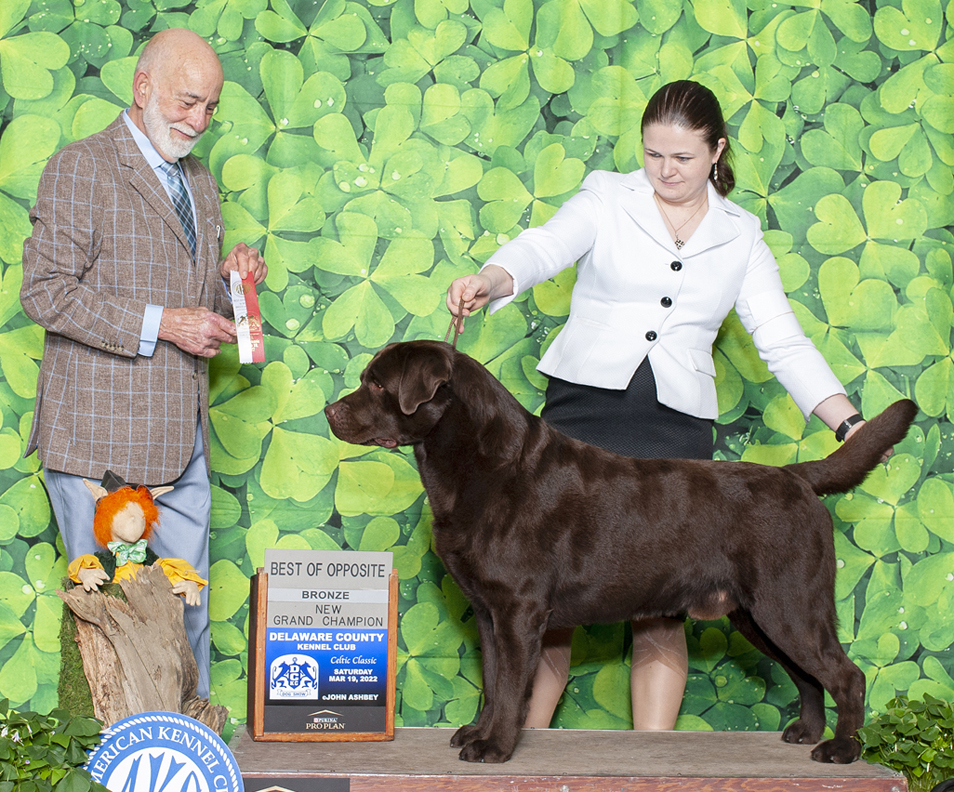 Grand shops champion labrador retriever